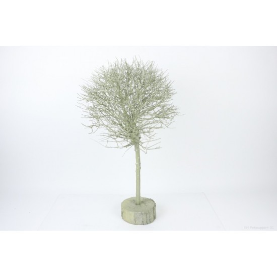 ALBERELLO D45 H120