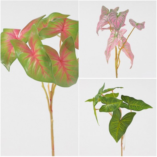 RAMO CALADIUM X7 CM55