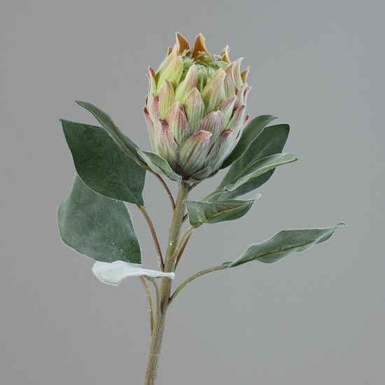 RAMO PROTEA 72 CM