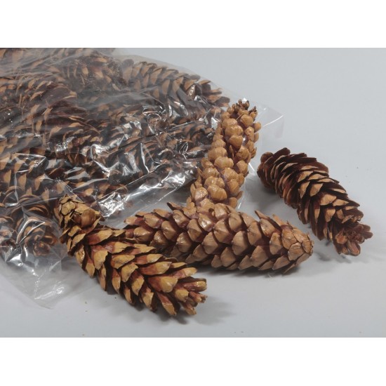 PIGNE STROBUS 25PZ 20-25CM