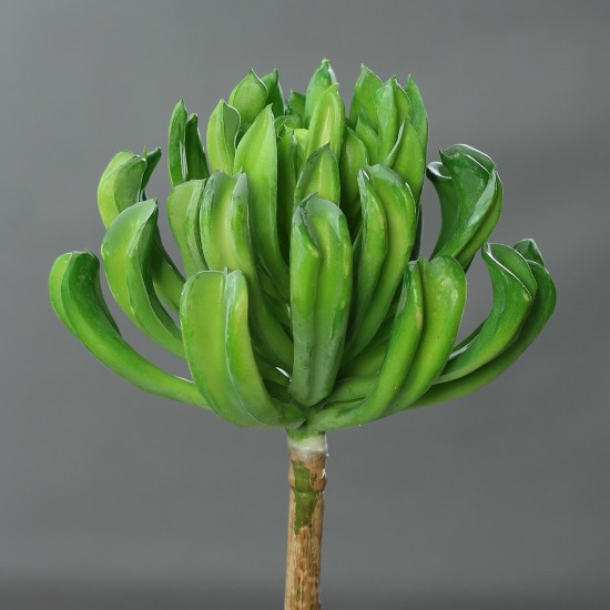 PIANTA GRASSA 56 CM