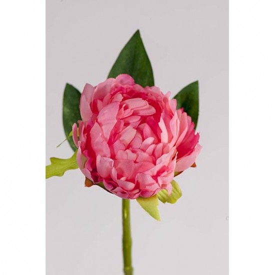 *PEONIA 29CM