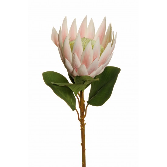 PROTEA KING BIG 57CM