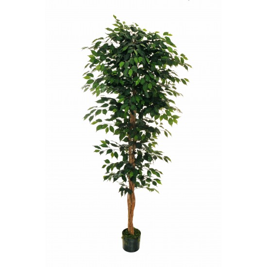 PIANTA FICUS W/1428 H.210 CM