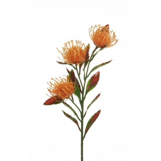 CORDIFOLIUM X3 64 CM