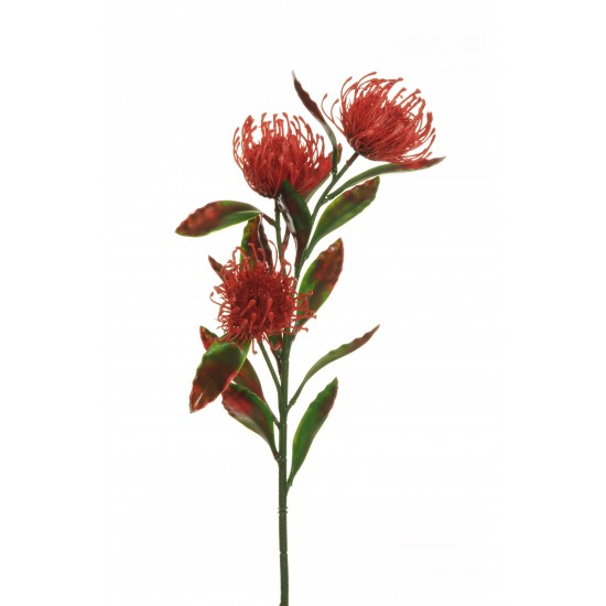 CORDIFOLIUM X3 64 CM