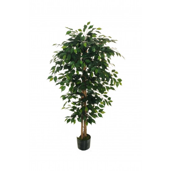 PIANTA FICUS W/924 H.150 CM