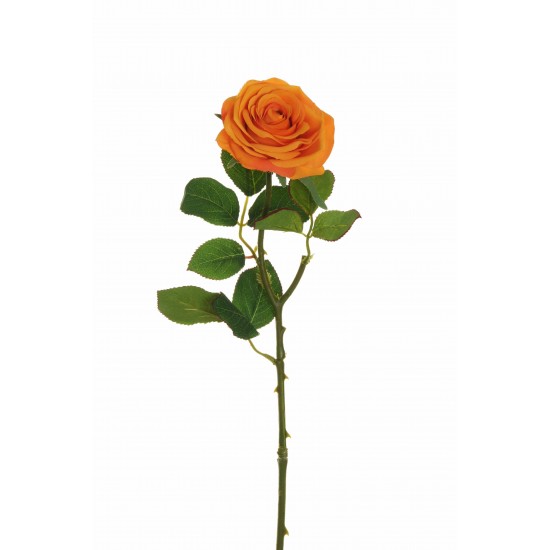 ROSA ECUADOR 65CM