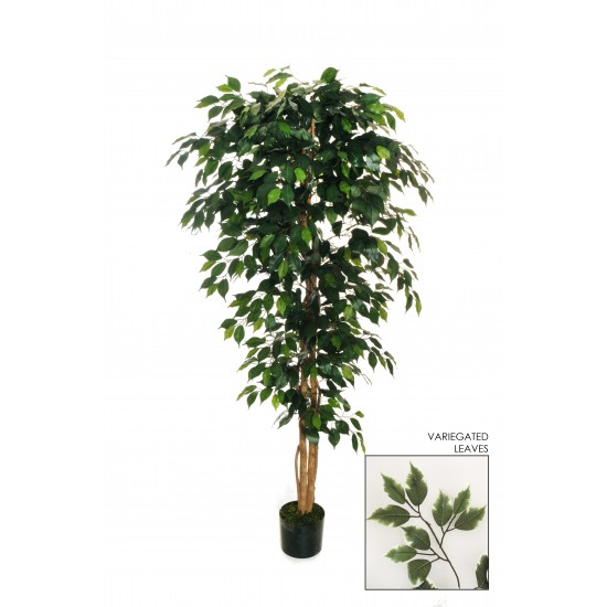 PIANTA FICUS W/1176 H.180 CM