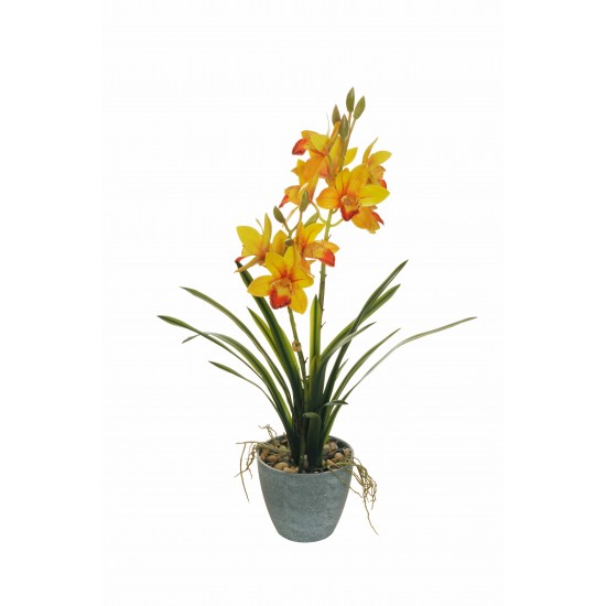 CYMBIDIUM PLANT C/VASO H.64CM.