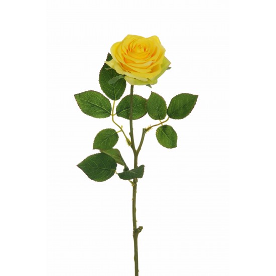 ROSA ECUADOR 65CM