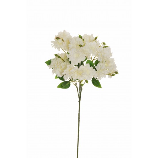 FLORIBUNDA ROSE SPRAY X7 80CM