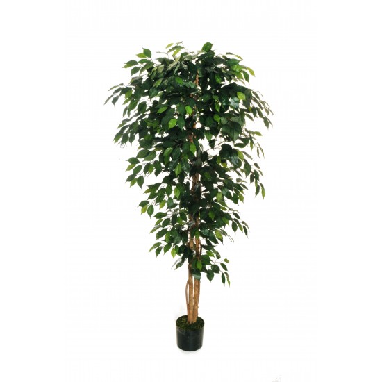 PIANTA FICUS W/1176 H.180 CM