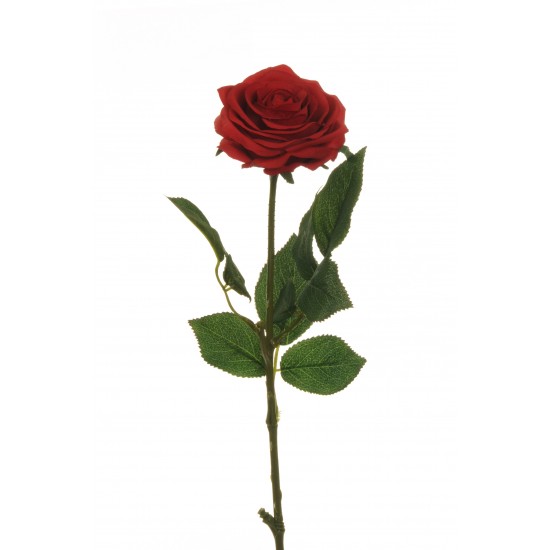 ROSA ECUADOR 65CM