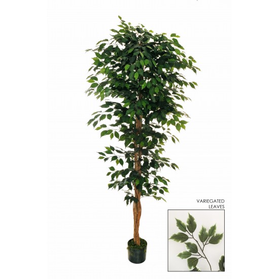 PIANTA FICUS W/1428 H.210 CM