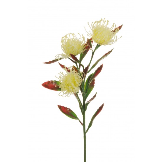 CORDIFOLIUM X3 64 CM