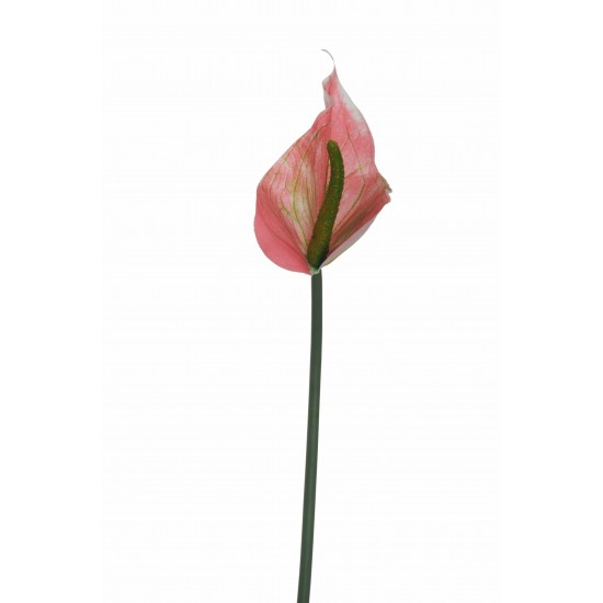 ANTHURIUM LUMINA  REAL TOUCH CM74