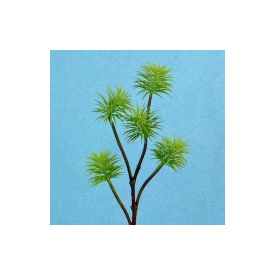 RAMO AGHI  PINO X5 CM65