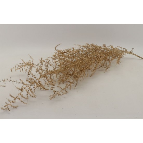 MAZZO ASPARAGUS 70 GR X5PZ