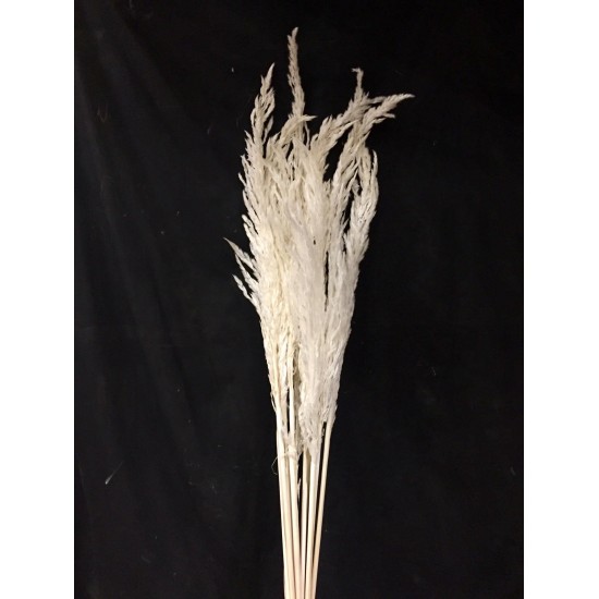 MAZZO ERYANTHUS X10PZ