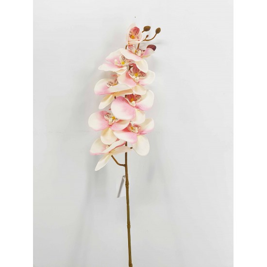RAMO PHALENOPSIS