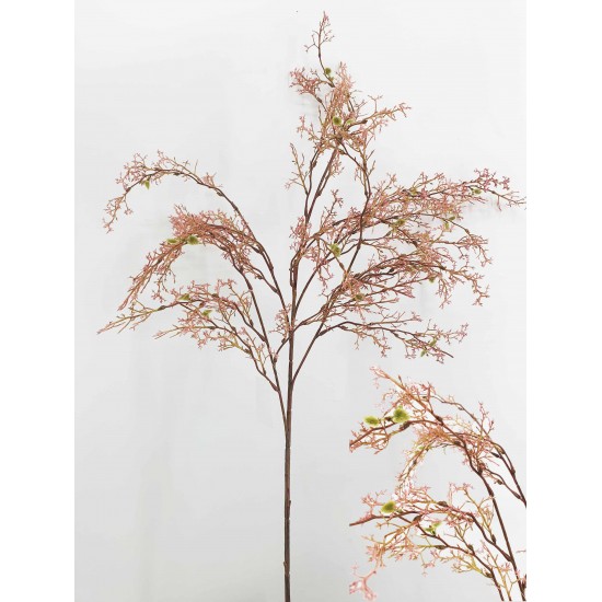 RAMO CORAL