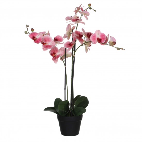 PHALAENOPSIS 75X51 H.79CM