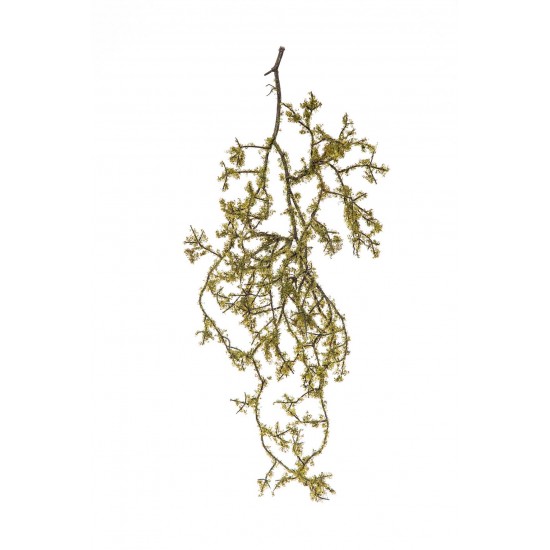 RADICE MUSCHIATA 68CM