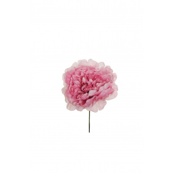 PEONIA  D.14 CM18