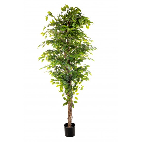PIANTA FICUS 210CM