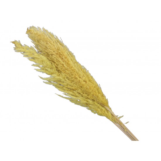 MAZZO PAMPAS X5 115CM