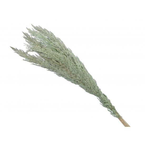 MAZZO PAMPAS X5 115CM