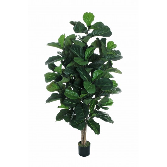 FICUS LYRATA C/111 F. 190 CM