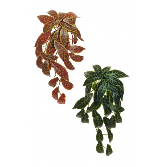 CADENTE BEGONIA MACULATA  REAL TOUCH 70CM