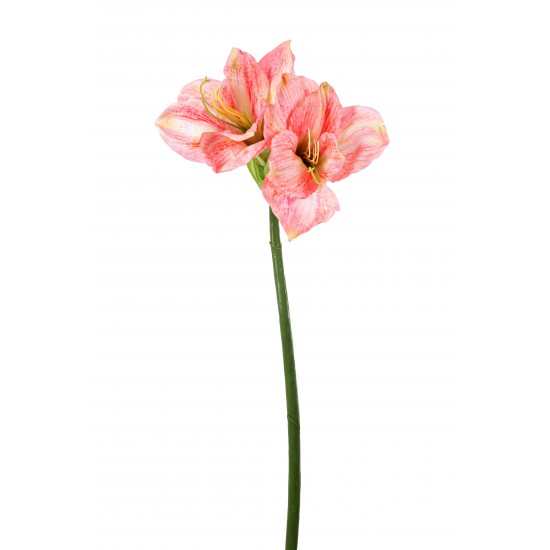 AMARYLLIS  QUEEN 67 CM