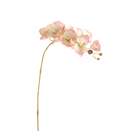 RAMO PHALENOPSIS