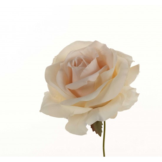PICK OPEN ROSE