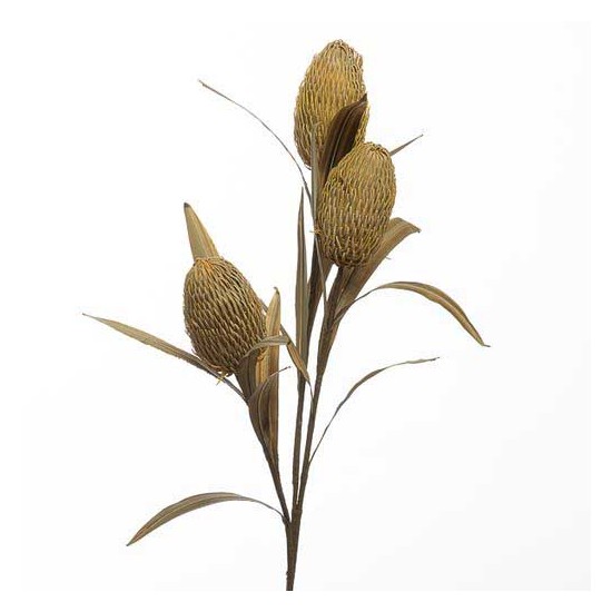 RAMO PROTEA X3 97 CM