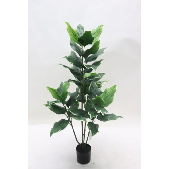 HOSTA IN VASO X4 CM90 C/46 F.